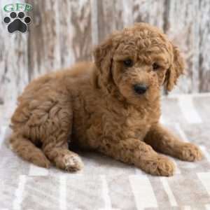 Kylie, Mini Labradoodle Puppy